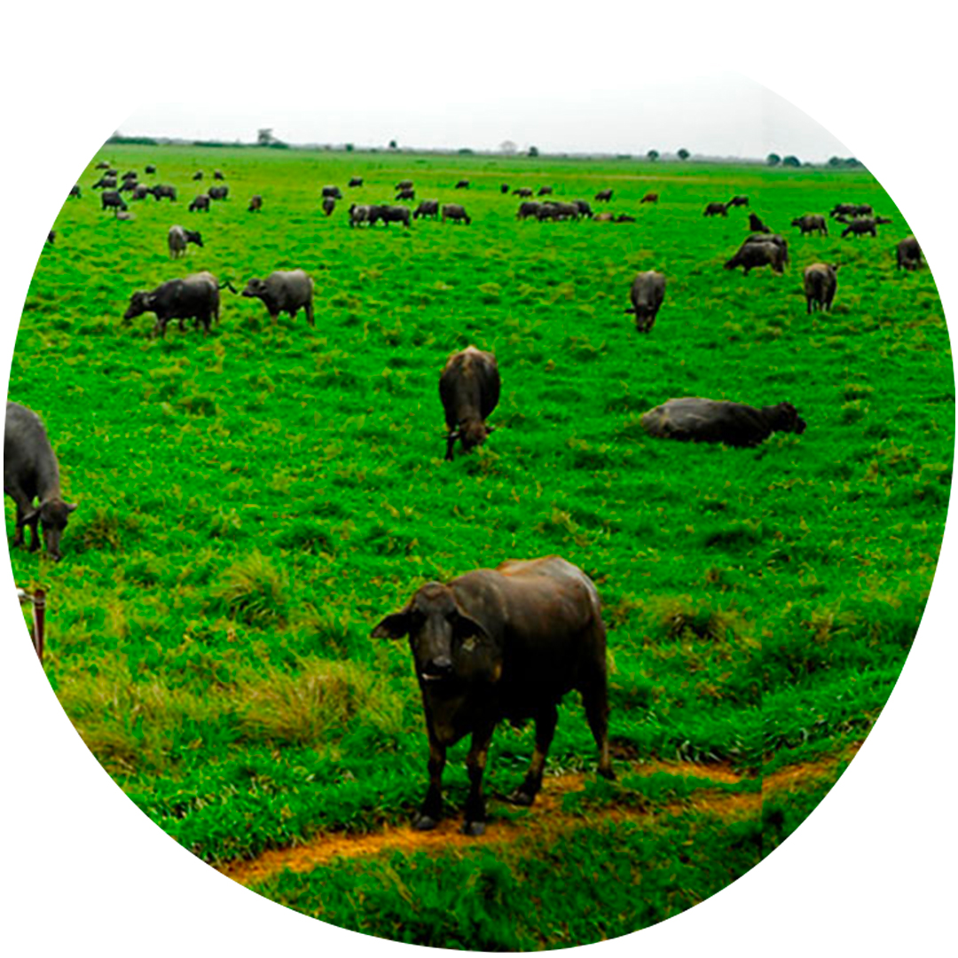 Image category Bufalinda