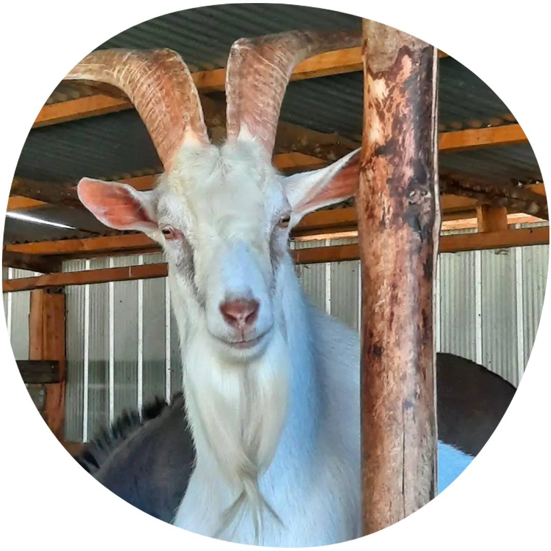 Image category DGranja