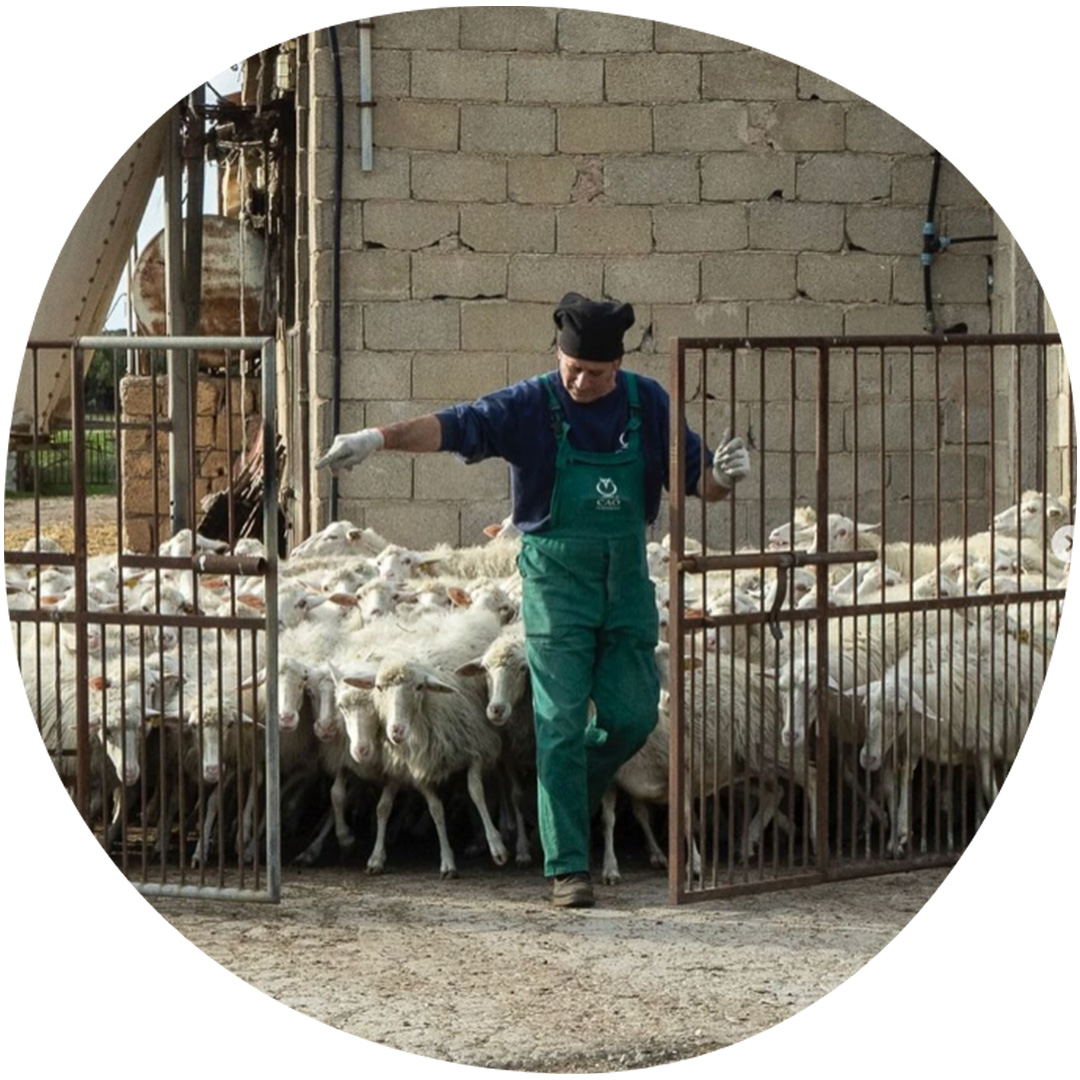 Image category Cooperativa Allevatori Ovini C.A.O.